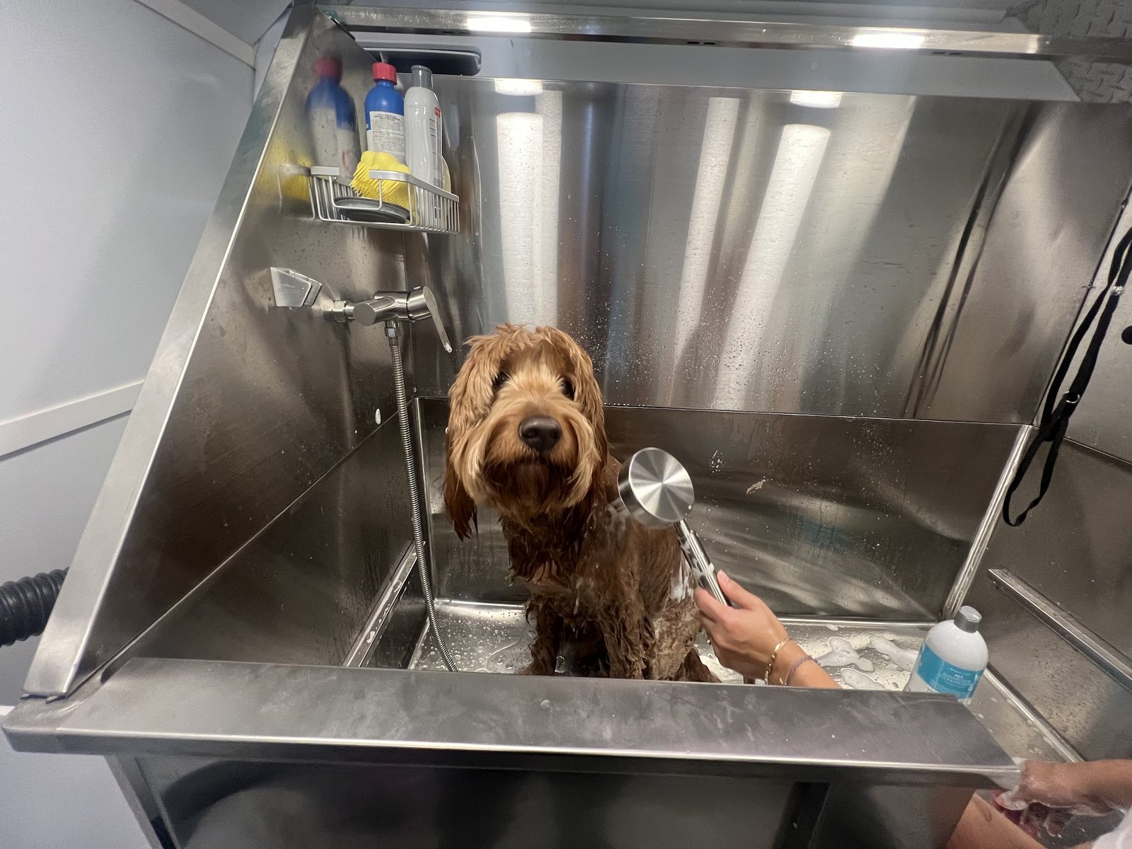 A goldendoodle enjoying a bath inside the My Sweet Pawtner mobile grooming van