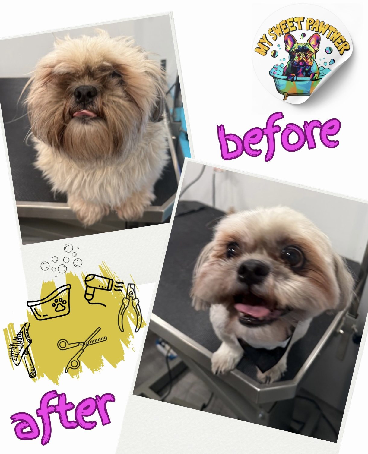Before and after grooming of a shih tzu