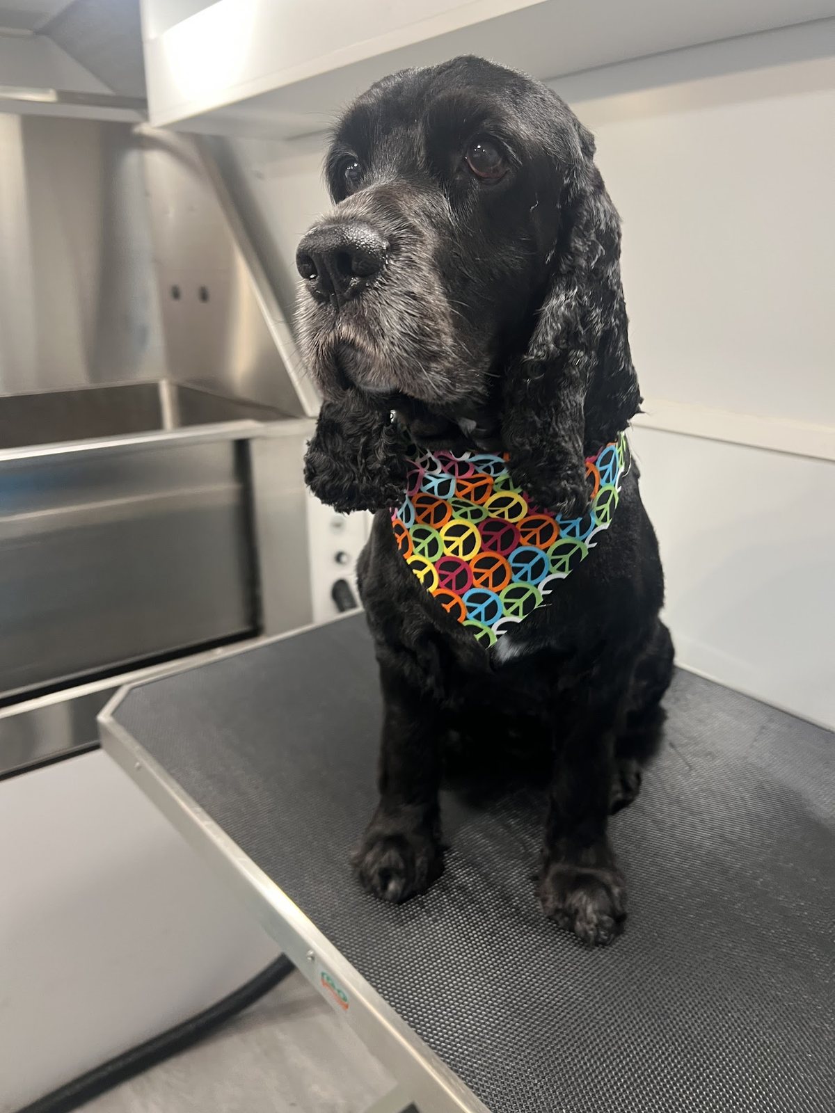 A freshly groomed senior cocker spaniel