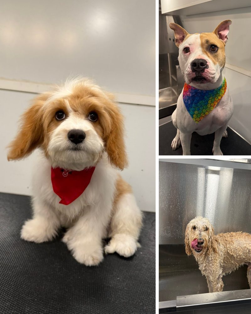 A collage of three happy pawtners: a cavachon puppy, a pit mix, and a goldendoodle mid-bath